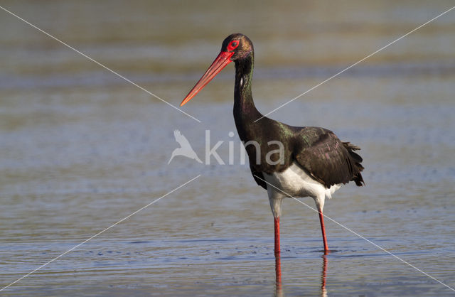 Zwarte Ooievaar (Ciconia nigra)