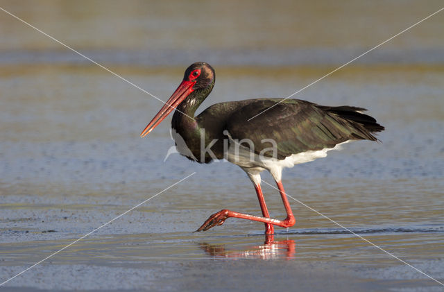 Zwarte Ooievaar (Ciconia nigra)