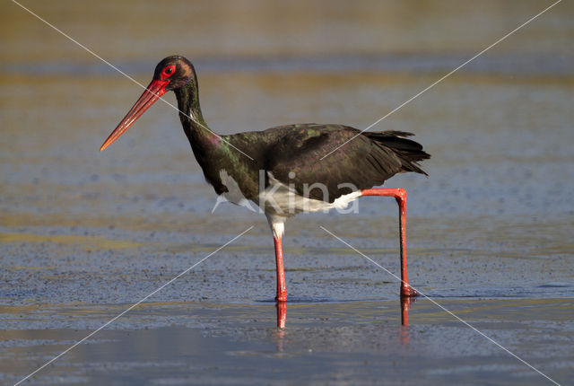 Zwarte Ooievaar (Ciconia nigra)