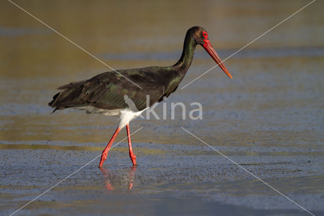 Zwarte Ooievaar (Ciconia nigra)