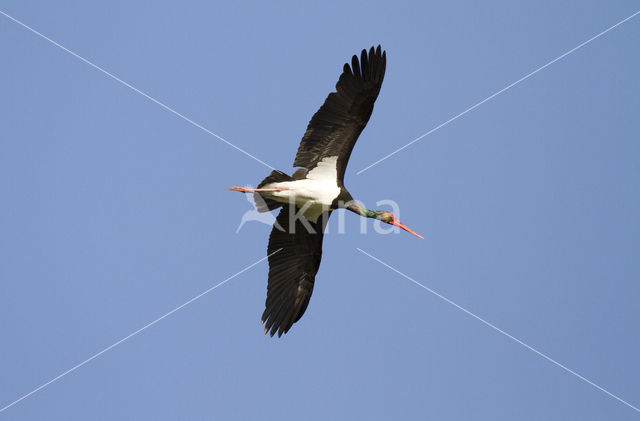 Zwarte Ooievaar (Ciconia nigra)