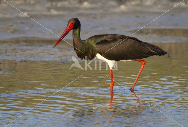 Zwarte Ooievaar (Ciconia nigra)