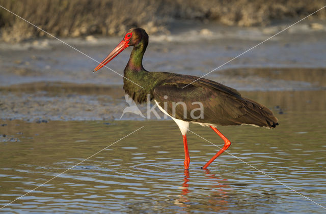 Zwarte Ooievaar (Ciconia nigra)