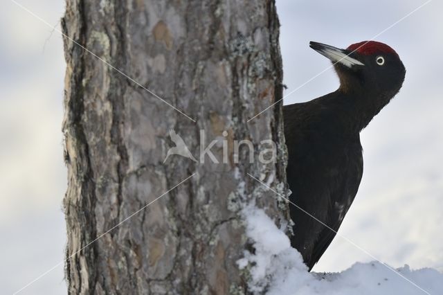 Black Woodpecker (Dryocopus martius)