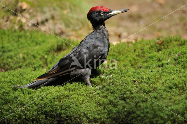 Black Woodpecker (Dryocopus martius)