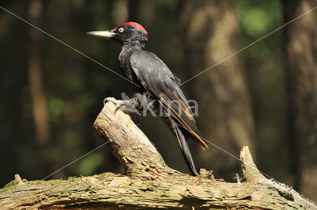 Black Woodpecker (Dryocopus martius)