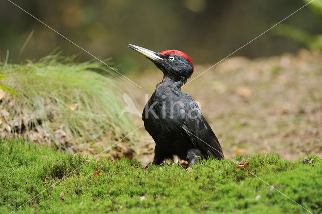 Black Woodpecker (Dryocopus martius)