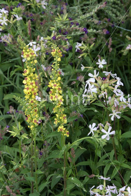 Dark Mullein (Verbascum nigrum)