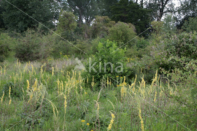 Zwarte toorts (Verbascum nigrum)