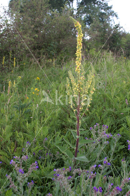 Zwarte toorts (Verbascum nigrum)