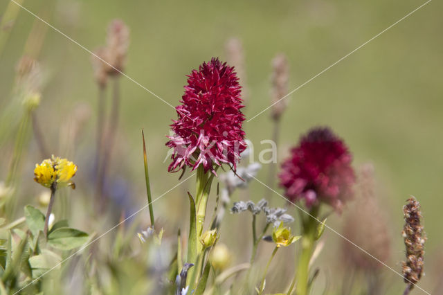 Black vanilla orchid (Nigritella nigra)