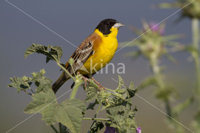 Black-headed bunting (Emberiza melanocephala)