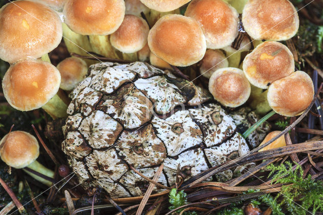 Zwavelzwam (Laetiporus sulphureus)
