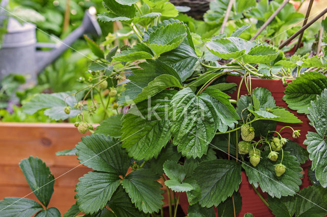 Strawberry (Fragaria)