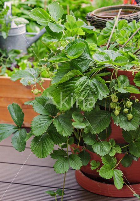 Strawberry (Fragaria)