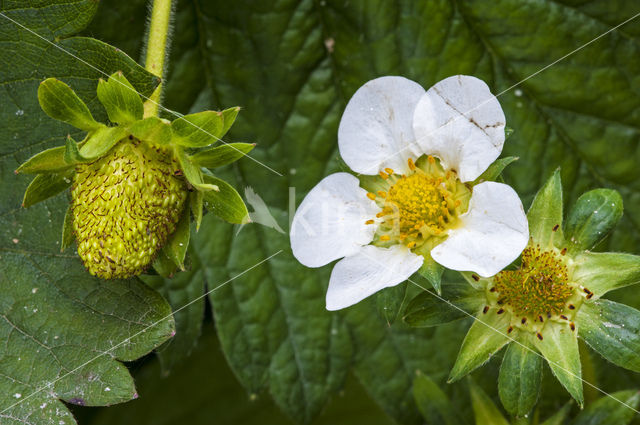 Aardbei  (Fragaria)