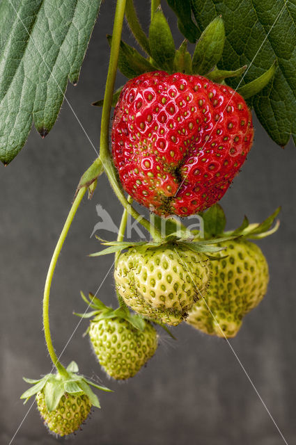 Aardbei  (Fragaria)