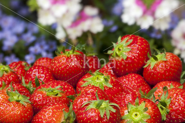 Strawberry (Fragaria)