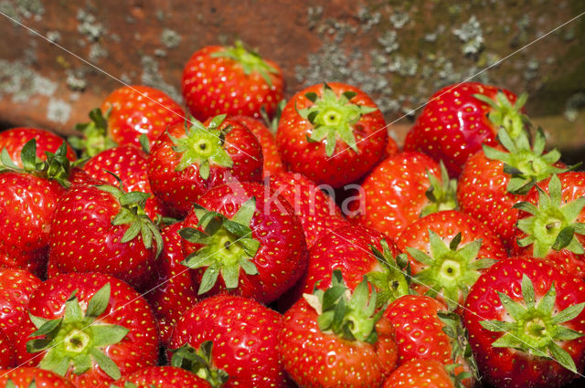 Strawberry (Fragaria)