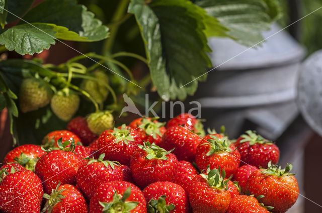 Aardbei  (Fragaria)