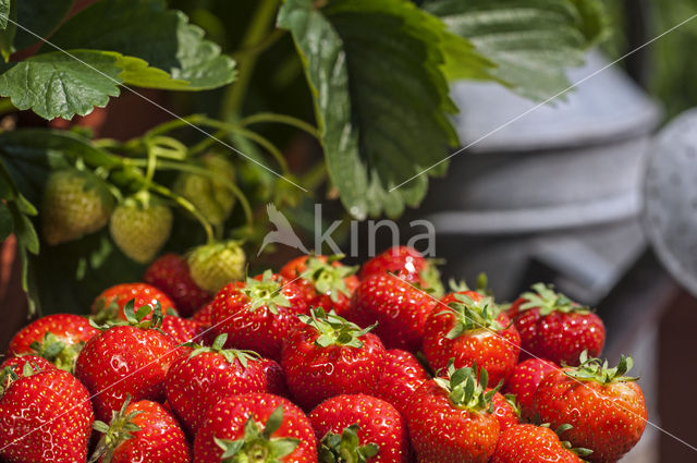 Strawberry (Fragaria)