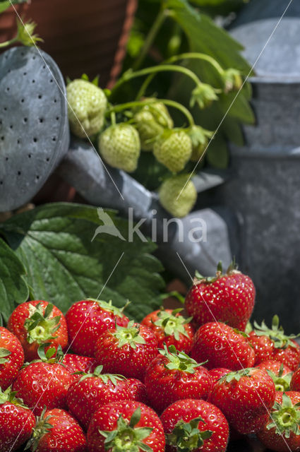 Strawberry (Fragaria)