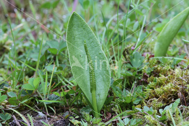 Adder's Tongue (Ophioglossum vulgatum)