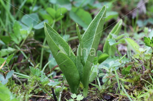 Adder's Tongue (Ophioglossum vulgatum)