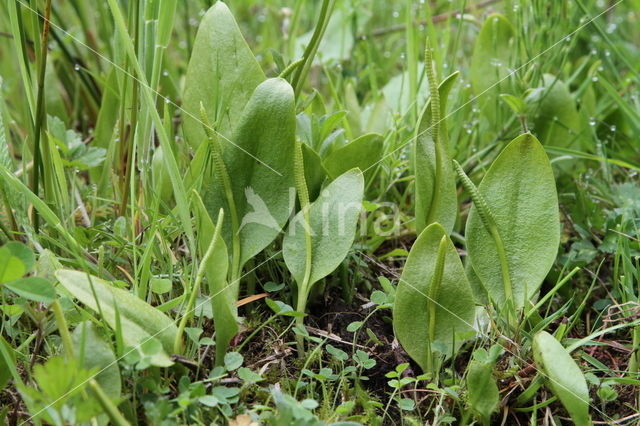 Adder's Tongue (Ophioglossum vulgatum)