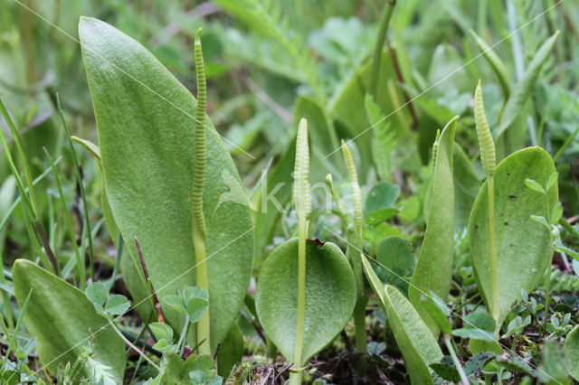 Adder's Tongue (Ophioglossum vulgatum)