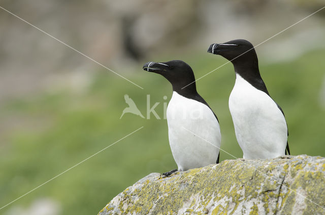 Razorbill (Alca torda)