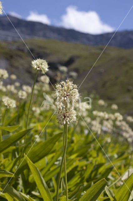 Allium victorialis