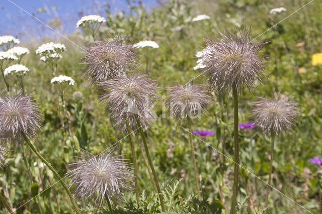 Alpenanemoon (Pulsatilla alpina)