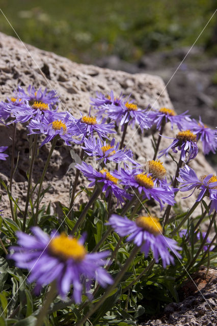 Alpine Aster (Aster alpinus)