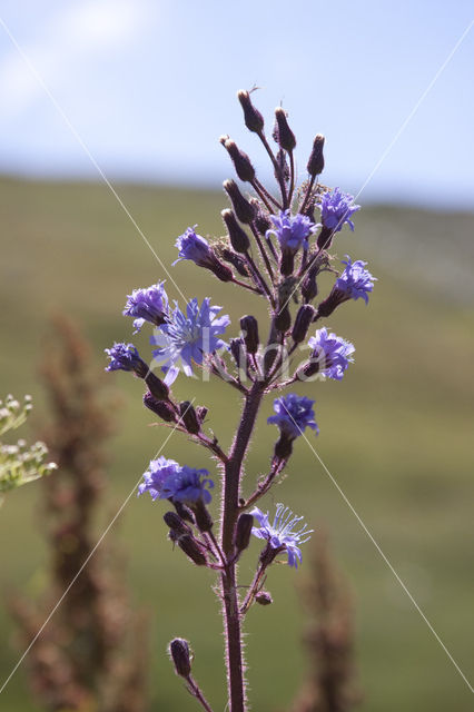 Blue sow thistle (Cicerbita alpina)