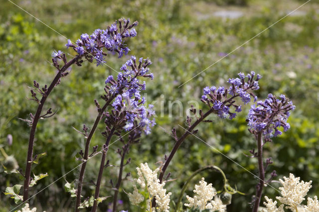 Blue sow thistle (Cicerbita alpina)