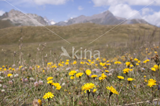 alpine hawkweed (Hieracium alpinum)