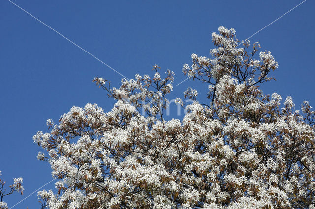 Juneberry (Amelanchier lamarckii)