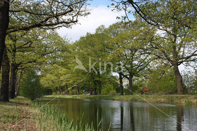 Red Oak (Quercus rubra)