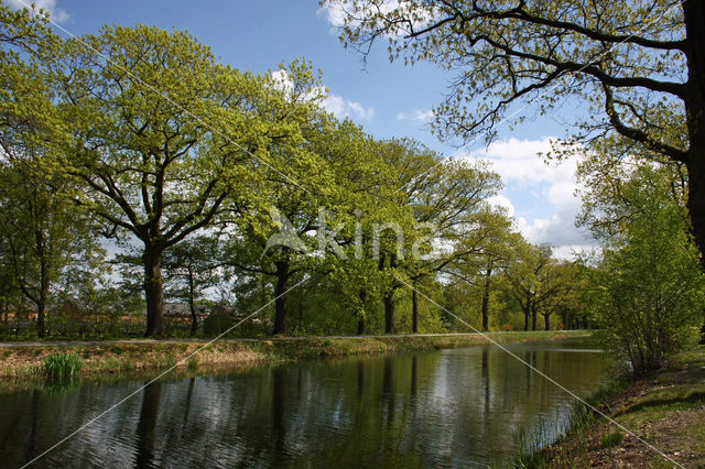 Red Oak (Quercus rubra)