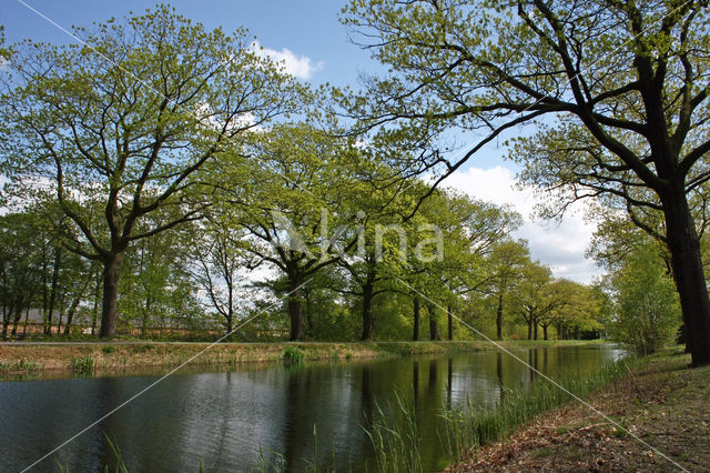 Red Oak (Quercus rubra)