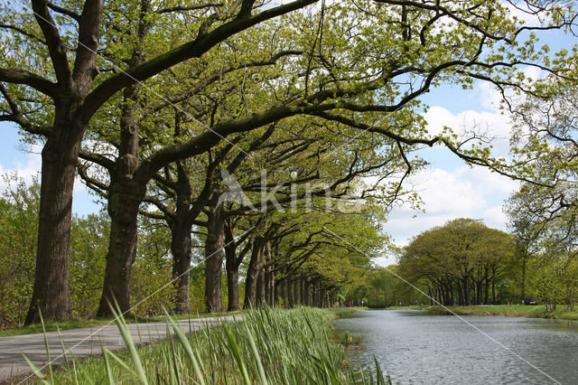 Red Oak (Quercus rubra)