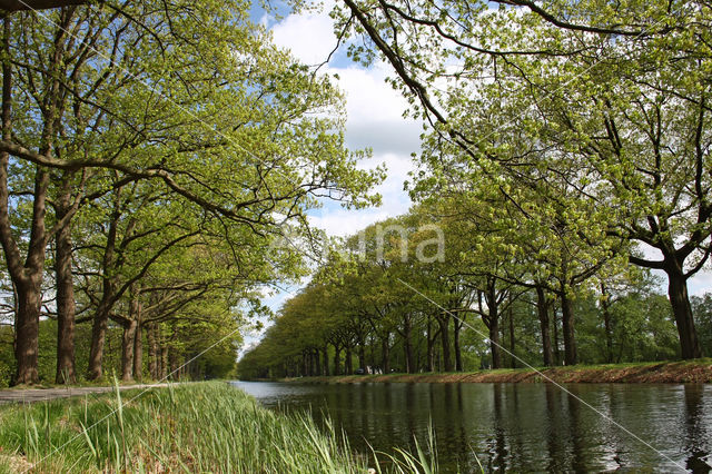 Red Oak (Quercus rubra)