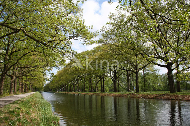 Red Oak (Quercus rubra)