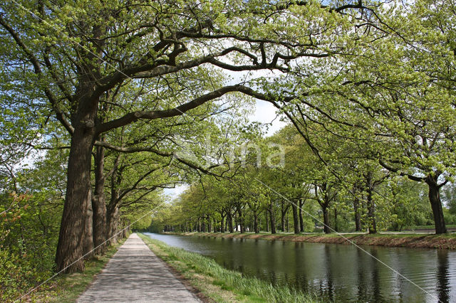 Amerikaanse eik (Quercus rubra)