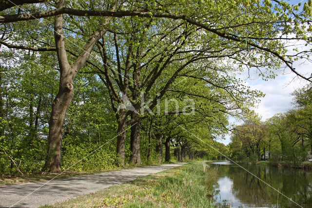 Red Oak (Quercus rubra)