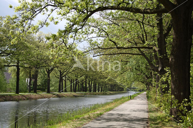 Amerikaanse eik (Quercus rubra)