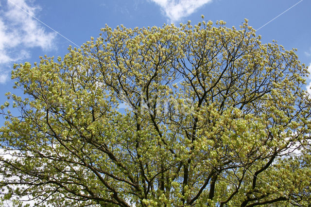 Amerikaanse eik (Quercus rubra)