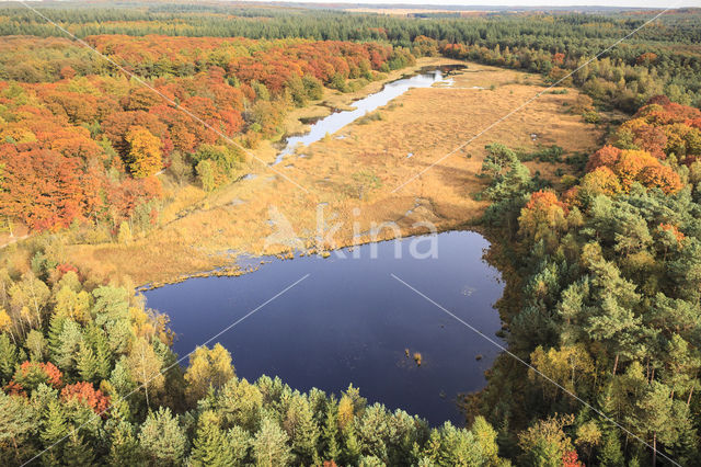 Amerikaanse eik (Quercus rubra)