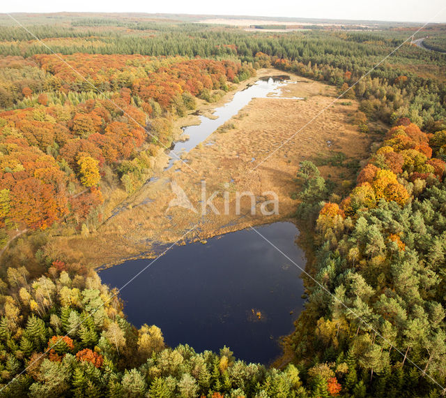 Amerikaanse eik (Quercus rubra)